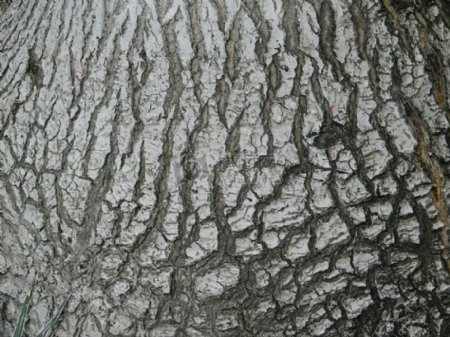 树皮表面的纹路