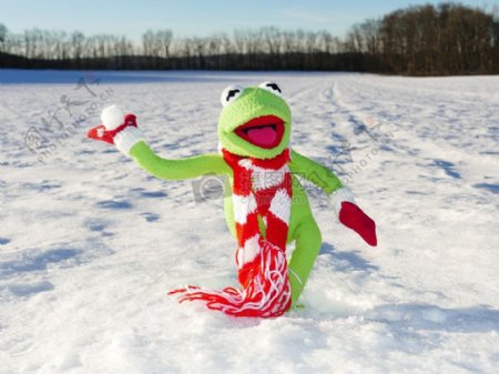雪地上的青蛙
