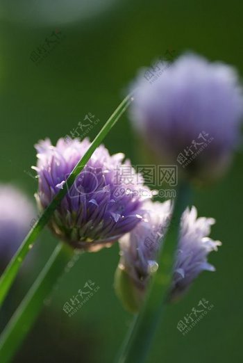 紫颜色的花朵