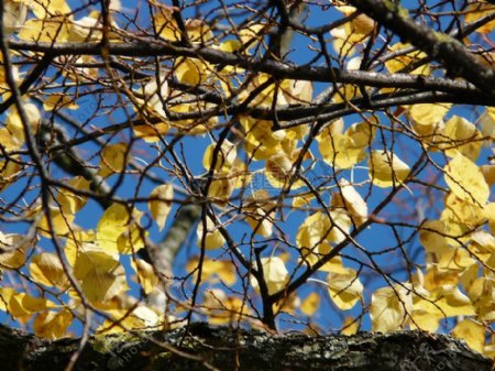 黄颜色的树叶