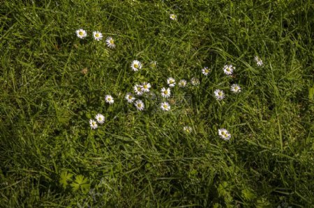 草丛中的白花
