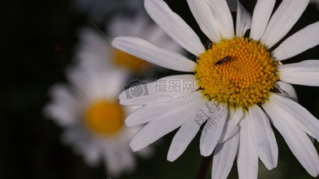 白颜色的花朵