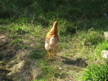 草丛中欢乐的母鸡