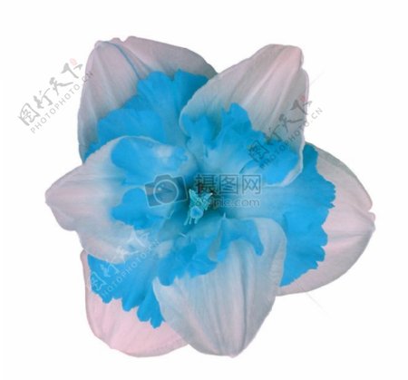 蓝白色的花朵