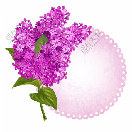 紫色丁香花矢量素材