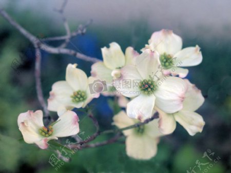 白色的茱萸花
