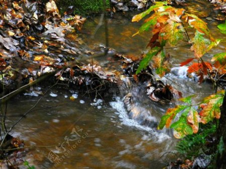 小溪溪水和树叶