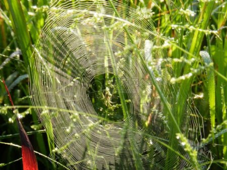 绿色植物上的蛛网
