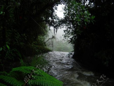 雨林里的溪流