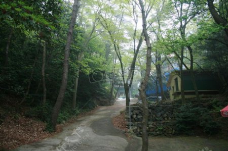 树木和房屋下的道路