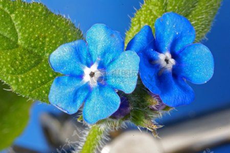 盛开的蓝色花朵