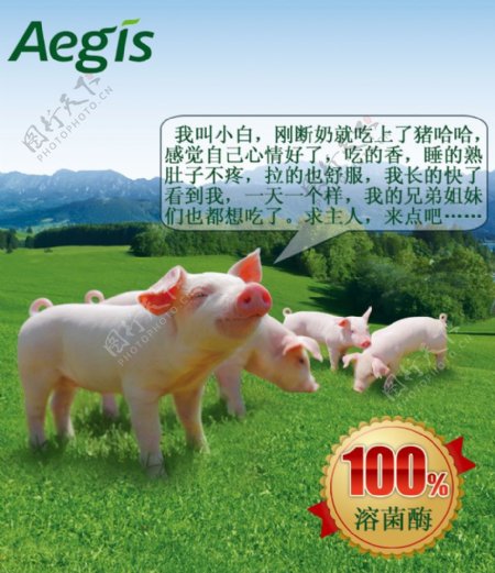 猪饲料功效创意海报图