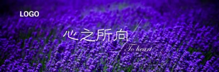 薰衣草banner