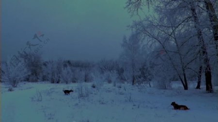 雪景视频素材设计