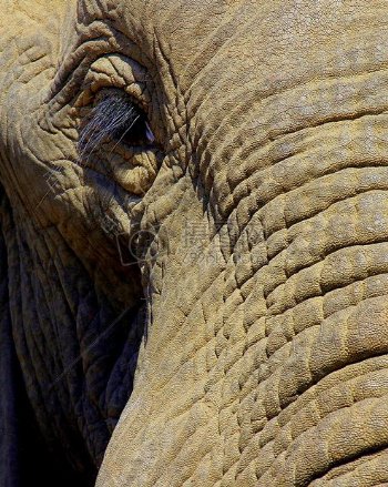 大象的长鼻子