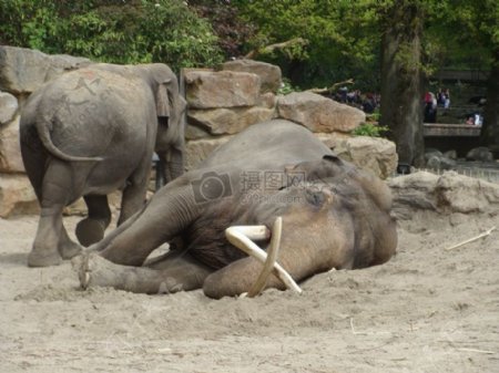 躺在地上的大象