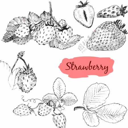 黑白手绘草莓