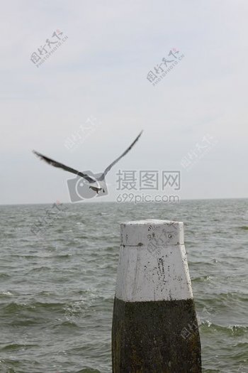 湖面上飞行的海鸥
