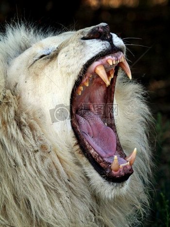 长大嘴巴的狮子