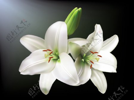 白色的百合花