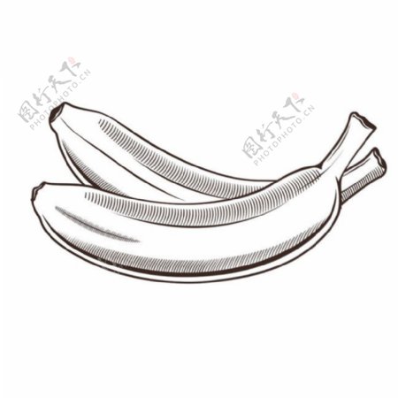 素描香蕉插画图片