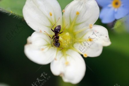 花朵上的蚂蚁