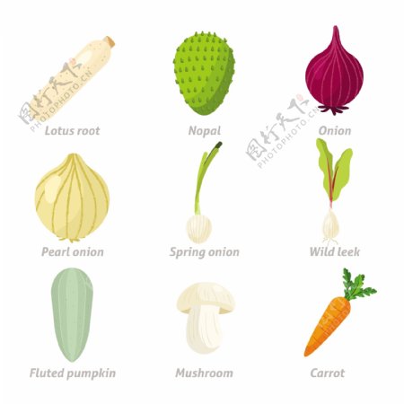手绘各种蔬菜插图设计