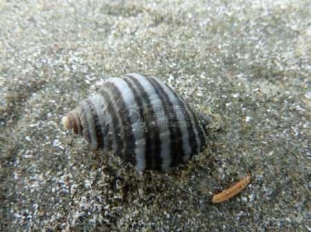 蜗牛的壳在海滩上