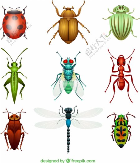 昆虫设计矢量素材图片
