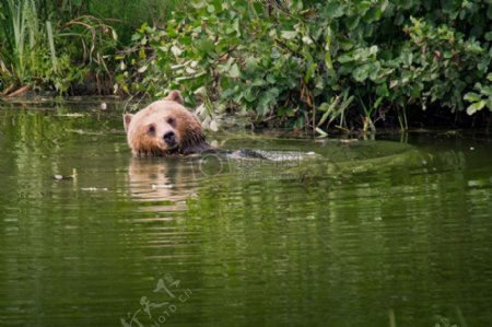 棕色的熊游泳