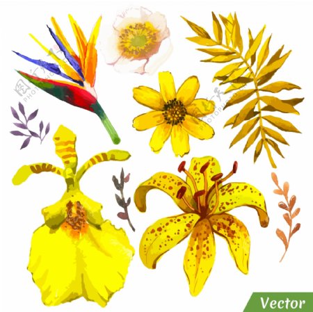 黄色植物花朵插画