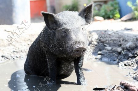 在上一个农场泥中打滚的猪宝宝