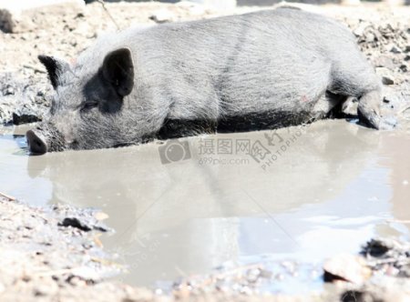 在上一个农场泥中打滚的猪宝宝