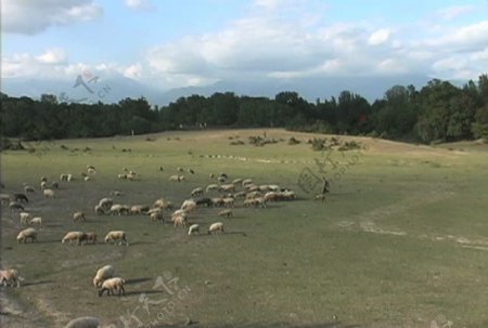 阿塞拜疆牧羊股价运行的录像视频免费下载