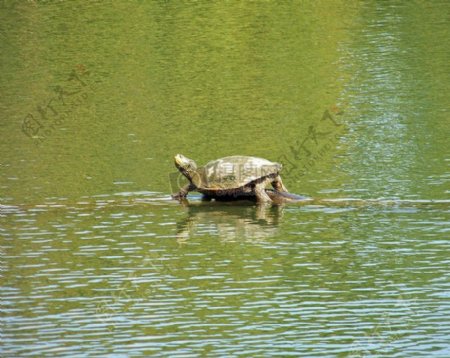 水面上的乌龟