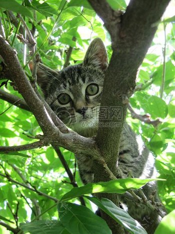 树枝上的小猫