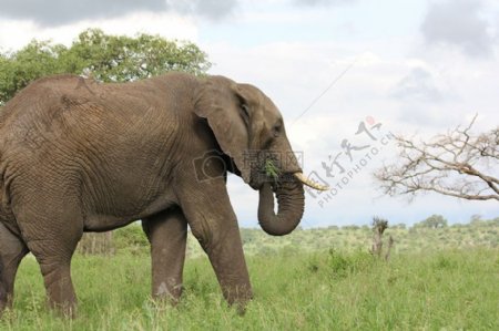 正在觅食的大象