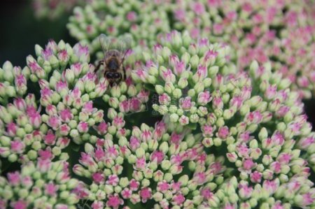 粉色花朵上的蜜蜂