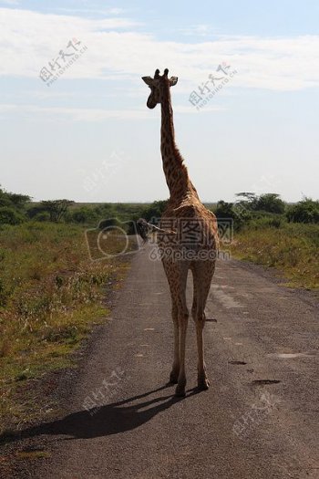 走在路上的长颈鹿