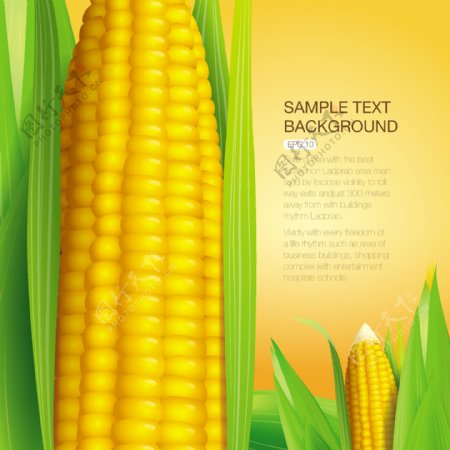玉米矢量图片