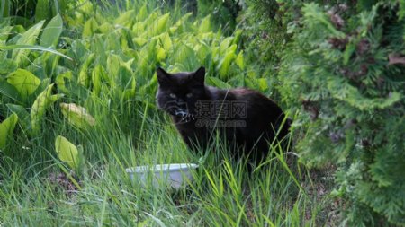 草坪上的黑猫