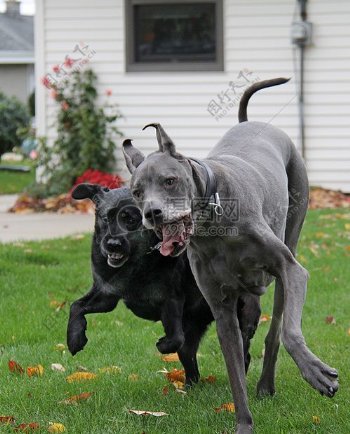 两条奔跑的狗