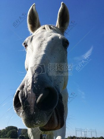 白色张嘴的马