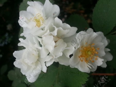 鲜花的白菊花