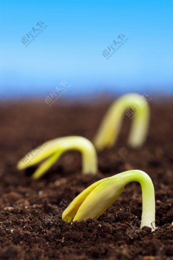 泥土中的幼苗图片