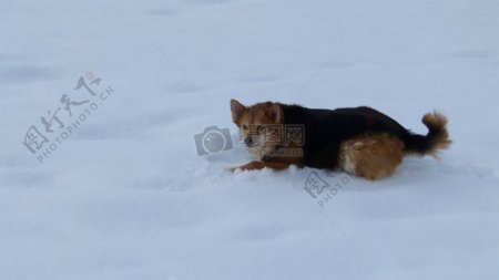 雪地上的小狗