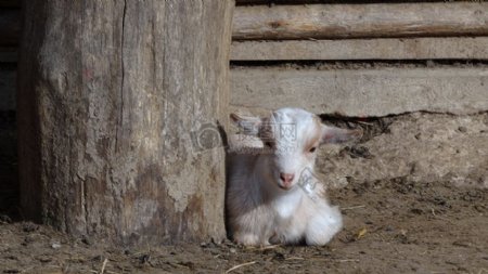 可爱的小羊羔