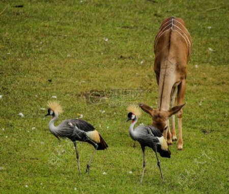 草地上的驴和鹤