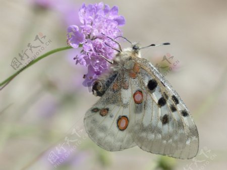 采花粉的绢蝶