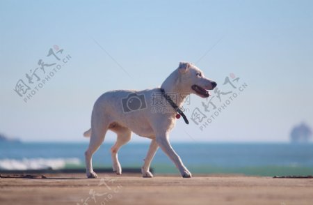 行走在沙滩上的狗狗